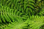 F51T2088 fern.JPG